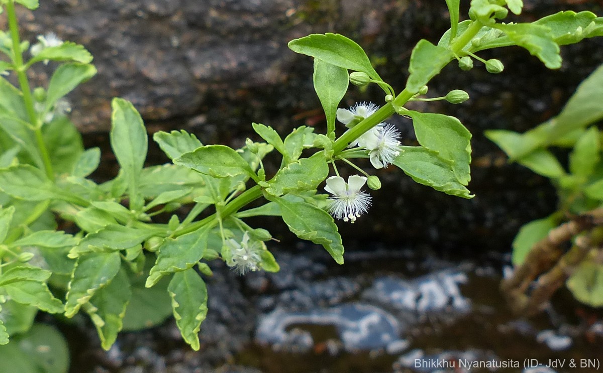Scoparia dulcis L.